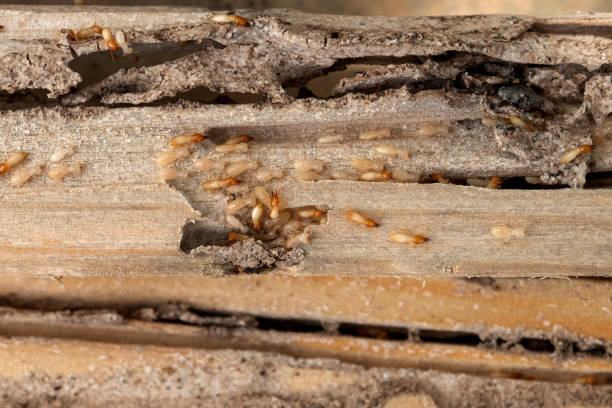 Best Affordable Pest Control Services  in Fort Washington, PA